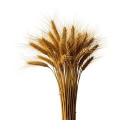 Fototapeta premium Golden Wheat Stalks Isolated on White Background Harvesting Concept