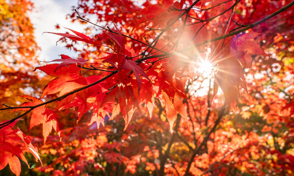 spectacular autumn colours on the trees in Wales UK