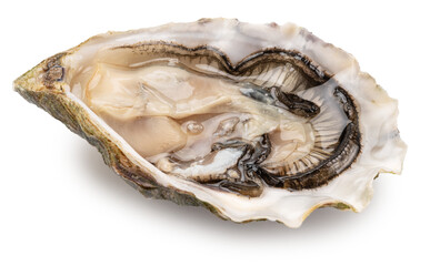 Opened raw oyster isolated on white background, clipping path. Delicacy food.