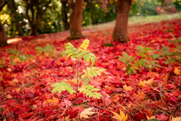 spectacular autumn colours on the trees in Wales UK