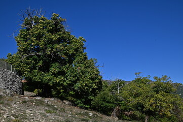 autour d'Aull&egrave;ne-Corse du Sud