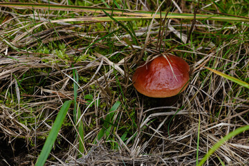 Glossy brown wild mushroom nestled in moss and dry grass on forest meadow floor.