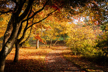Obraz premium spectacular autumn colours on the trees in Wales UK