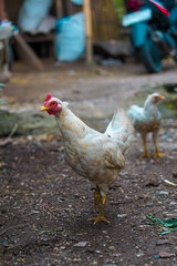 A vibrant white chicken with a striking red comb stands proudly on earthy ground, embodying the essence of rustic farm life and natural poultry beauty in a serene outdoor setting