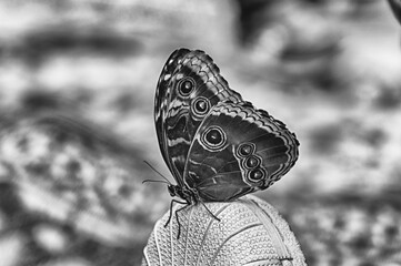 Morpho peleides,  tropical butterfly, standing on a shoe