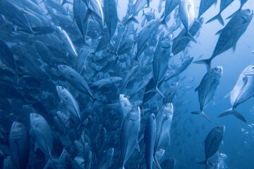 School of bigeye trevally on Koh Tao, Thailand