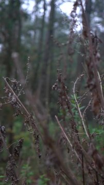 Autumn forest. View of dried bushes in a wild forest.