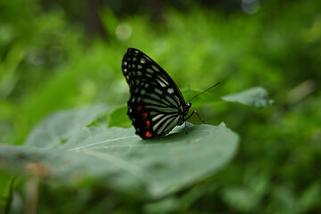 アカボシゴマダラ（特定外来生物、夏型、葉にとまる）