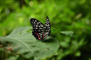 アカボシゴマダラ（特定外来生物、夏型、葉にとまる）