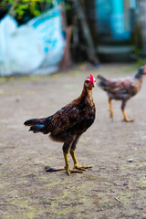 An alert domestic hen with striking brown feathers and a vibrant red comb surveys its earthy surroundings, embodying the simple yet resilient spirit of backyard poultry in a natural habitat