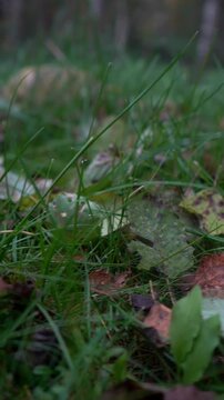 Yellow and red tree leaves lie on the grass. The atmosphere of an autumn forest. Autumn.
