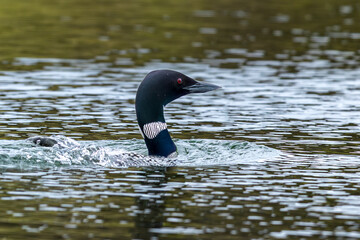 great northern diver