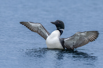 great northern diver
