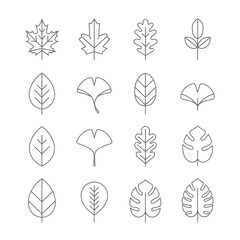 Collection of various line art leaf illustrations, showcasing diverse shapes and botanical details.