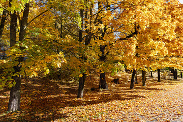 Vibrant autumn foliage in a park on a sunny October day, Riga, Latvia. The brief autumn beauty of the environment.	