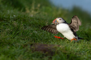 puffin