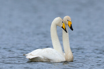 Fototapeta premium Singschwan