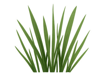 Obraz premium Green grass blades standing vertically, representing nature, growth, and ecology with a transparent background