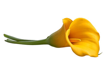 Yellow Calla Lily Flower isolated on a transparent background