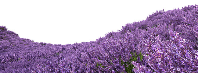 Lavender fields on transparent background