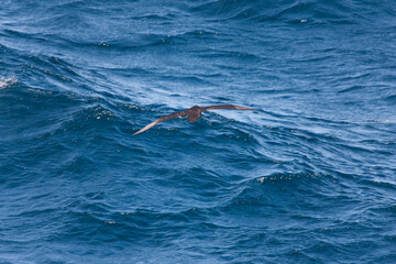 Fototapeta premium Falkland Islands Albatross in flight on a cloudy winter day