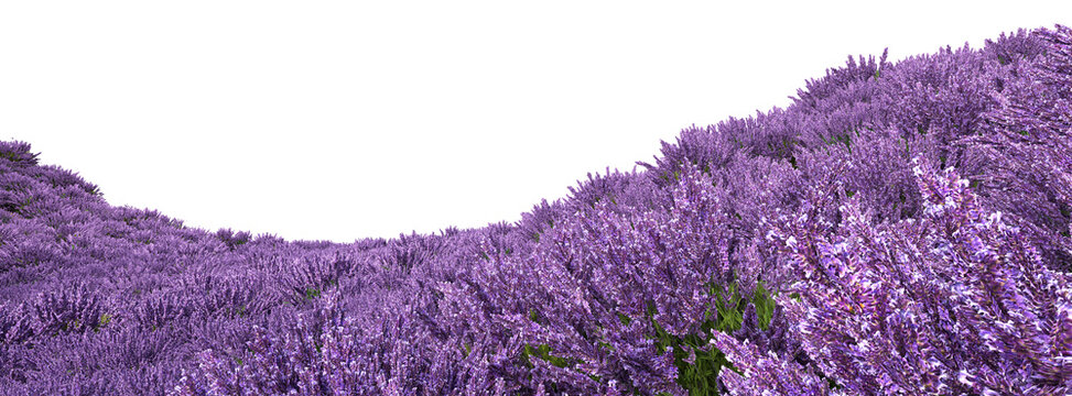 Lavender fields on transparent background