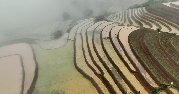 Hmong farmers prepare their fields and plant rice on terraced fields in Mu Cang Chai, Yen Bai. Photo taken in Yen Bai on June 22, 2025.