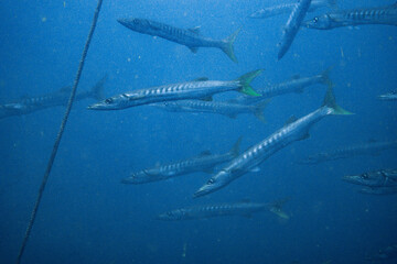 Fototapeta premium I interacted with lots of barracuda on Koh Tao.