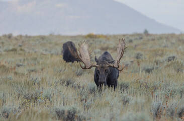 Bull Moose in Autumn in Grand Teton National Park Wyoming