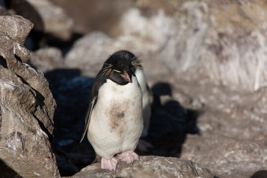 Falkland Islands snares crested  penguin on a cloudy winter day