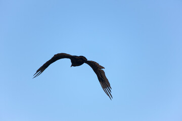 Falkland Islands Albatross in flight on a cloudy winter day