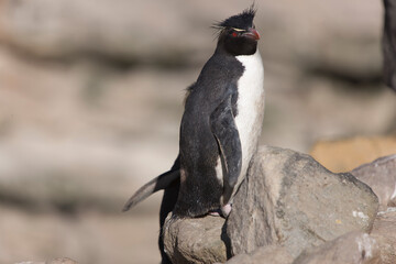 Falkland Islands snares crested  penguin on a cloudy winter day