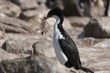 Falkland Islands loon on a cloudy winter day