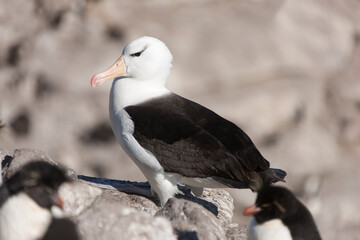 Falkland Islands Albatross close-up