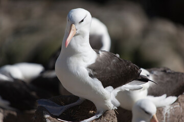 Falkland Islands Albatross close-up