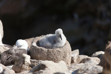 Falkland Islands Albatross close-up