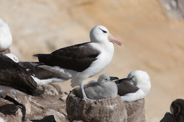 Falkland Islands Albatross close-up