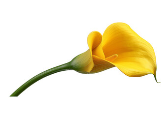 Yellow Calla Lily Flower isolated on a transparent background 1