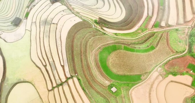 Hmong farmers prepare their fields and plant rice on terraced fields in Mu Cang Chai, Yen Bai. Photo taken in Yen Bai on June 22, 2025.