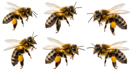 Six honey bees in flight, showcasing their pollen baskets filled with yellow pollen on a white background, representing nature's diligent pollinators at work