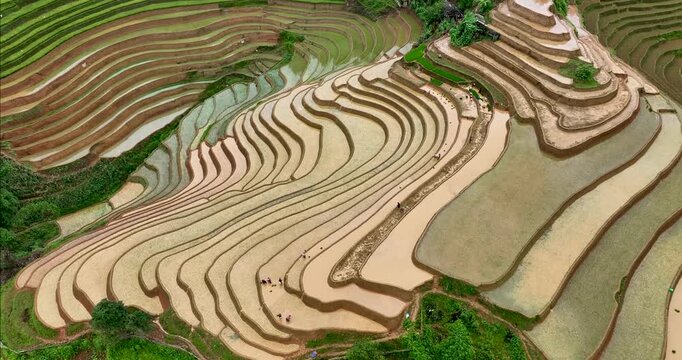 Hmong farmers prepare their fields and plant rice on terraced fields in Mu Cang Chai, Yen Bai. Photo taken in Yen Bai on June 22, 2025.	

