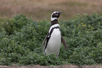 A Falkland Islands gentoo penguin on a cloudy winter day