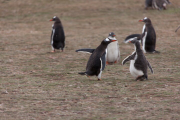 A Falkland Islands gentoo penguin on a cloudy winter day
