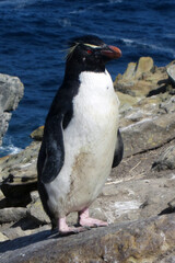 Obraz premium Falkland Islands snares crested penguin on a cloudy winter day
