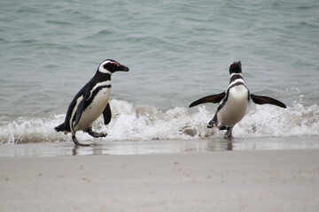 A Falkland Islands gentoo penguin on a cloudy winter day