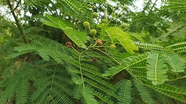 fern leaves in the forest, leucaena leucocephala, petai cina, lamtoro plants