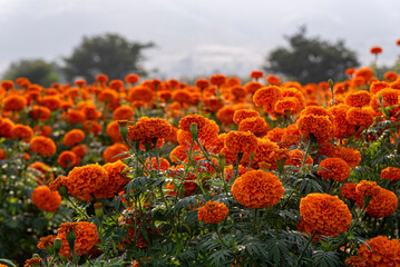 cempasúchil, flor de cempasúchil, campo de cempasúchil, flores de cempasúchil, flor de muerto, flor tradicional mexicana, día de muertos, naturaleza, campo mexicano, paisaje, paisaje mexicano, montaña