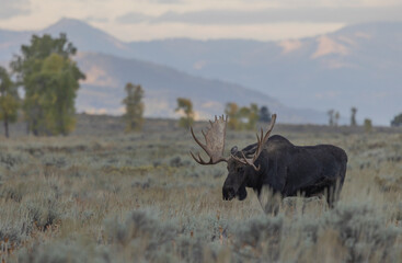 Bull Moose in Autumn in Grand Teton National Park Wyoming