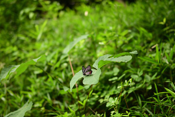 アカボシゴマダラ（特定外来生物、夏型、葉にとまる）