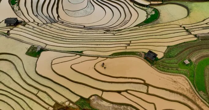 Hmong farmers prepare their fields and plant rice on terraced fields in Mu Cang Chai, Yen Bai. Photo taken in Yen Bai on June 22, 2025.	
